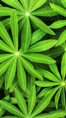 Arka plan. Yaprakların arka planı. Çiçekler Doğa