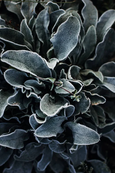 Donmuş Lavanta Çalısı Bitki Soğukta — Stok fotoğraf