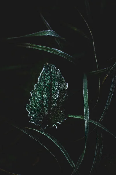 Incrivelmente Belas Folhas Grama Sombra Screensaver Vertical Natureza — Fotografia de Stock