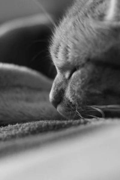 Güzel Kedi Yaklaş Bir Kedinin Siyah Beyaz Fotoğrafı — Stok fotoğraf