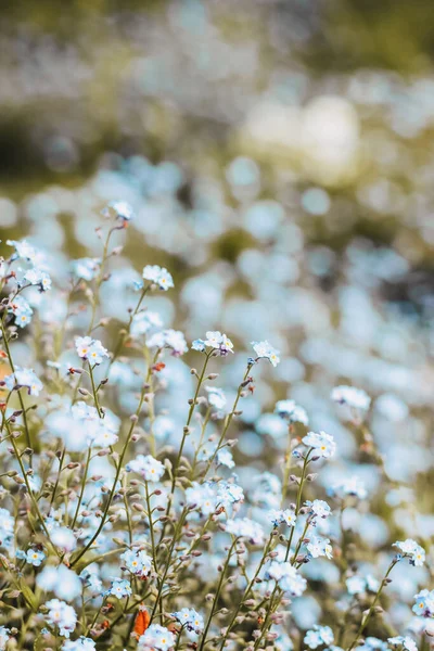 ハッケリア ミクランサ 庭の花 多年草草本植物 — ストック写真