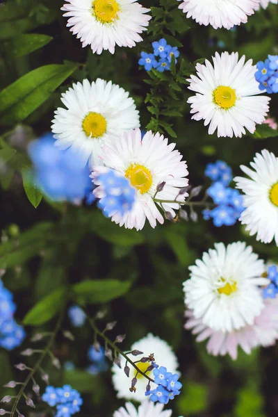 庭の美しい白いデイジー カモミールの花 — ストック写真