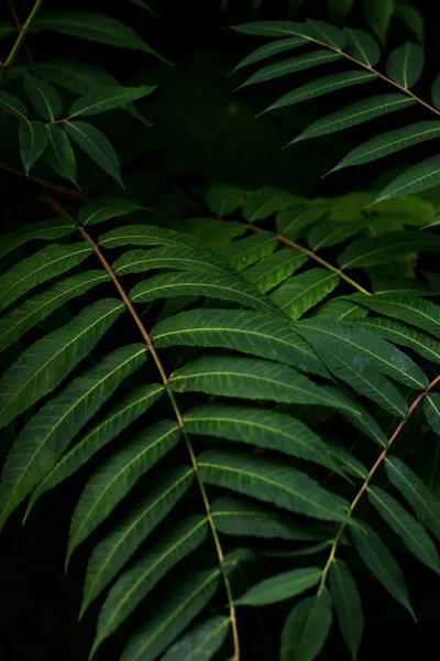 Incrivelmente Belas Folhas Sombra Screensaver Vertical Natureza — Fotografia de Stock