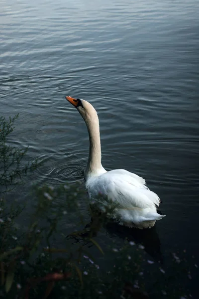 Zwaan Mooie Zwaan Het Water Mooie Vogel Zwevende Vogel — Stockfoto