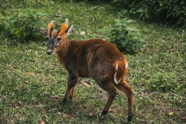 Küçük bir geyik. Benekli geyik. Cervus meme ucu