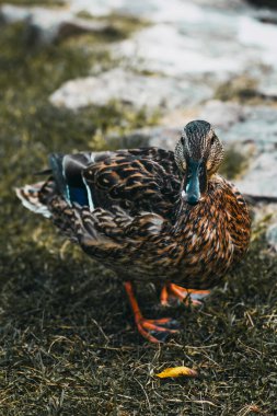 Eğil, yaklaş. Kuru topraklarda güzel ördek