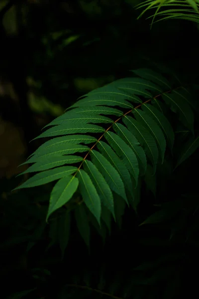 Gölgede Inanılmaz Güzel Yapraklar Doğanın Dikey Ekran Koruyucusu — Stok fotoğraf