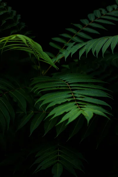 日陰で信じられないほど美しい葉 自然界の縦型スクリーンセーバー — ストック写真