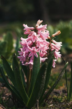 Pembe sümbül. Güzel çiçekler kapanıyor. Hyacinthus