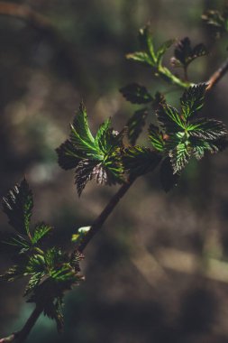 Daldaki güzel yapraklar. Doğanın dikey ekran koruyucusu