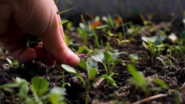 Tohumlardan yabani otları ayıklamak. Arazi ekimi. Bitki bakımı. Toprak ekimi. Bahçıvanlık. Eller çimenleri parçalıyor.