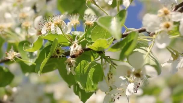 Eine Biene Sammelt Nektar Auf Einem Blühenden Baum Die Biene — Stockvideo