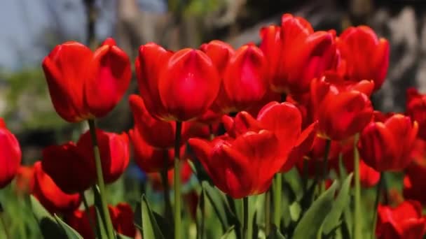 Kırmızı Laleler Yaklaşıyor Kırmızı Bahar Çiçekleri Bahçedeki Ilk Çiçekler — Stok video