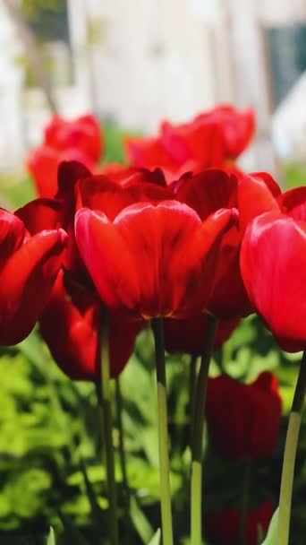 红色郁金香接近 红色的春花花园里的早熟花朵 — 图库视频影像