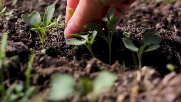 Sacando Malas Hierbas Las Plántulas Cultivo Tierras Cuidado Plantas Cultivo — Vídeos de Stock