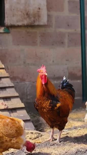 Hahn Hühnerstall Hausvogel Der Hahn Spaziert Über Die Hühner Landwirtschaft — Stockvideo