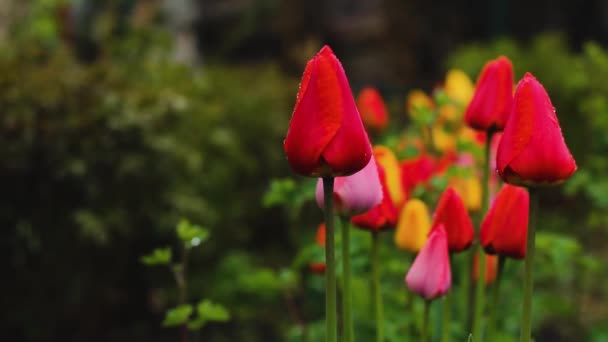 Los Tulipanes Rojos Acercan Flores Rojas Primavera Flores Tempranas Jardín — Vídeo de stock
