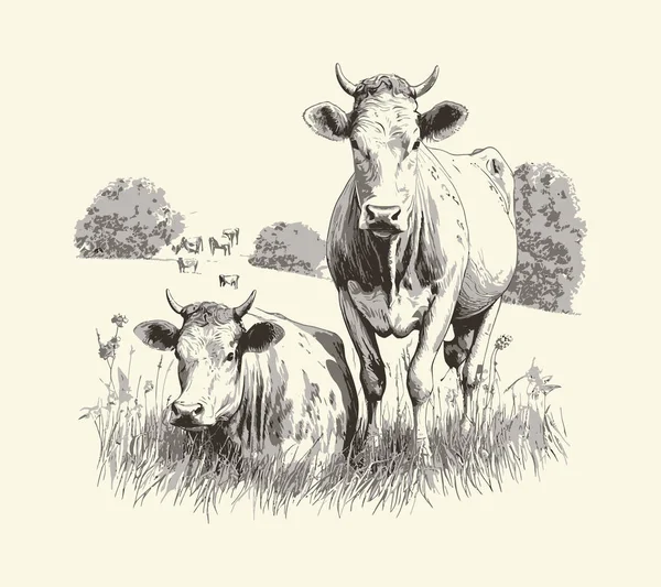 İnek portresi çizimi, çiftçilik ve sığır yetiştirme vektörü illüstrasyonu..