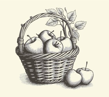 Hand drawn sketch of basket with apples. Fresh fruit, farm organic healthy food. Sketch vintage vector
