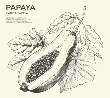 Papaya fruit with leaves. Sketch. Engraving style. Vector illustration.