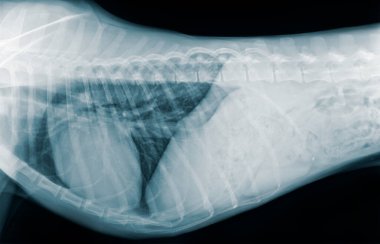 Yanal projeksiyonda bir köpeğin göğüs röntgeni. Patolojik bulguları olmayan yüksek kaliteli görüntü, veterinerlik, eğitim veya tıbbi kullanım için ideal.