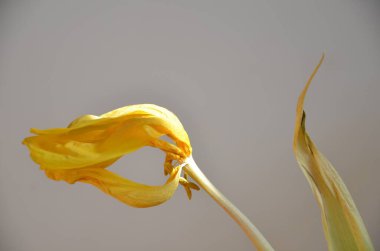 Beyaz arkaplanda sarı lale çiçeği