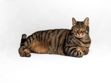 Turuncu aksanlı güzel kürklü harika bir tekir Avrupalı kedi. Yoğun sarı-yeşil gözler dosdoğru karşıya bakıyor. Ön ayaklar zarif bir şekilde vücudun altına katlanmış. Gri bir arkaplanda izole edilmiş.