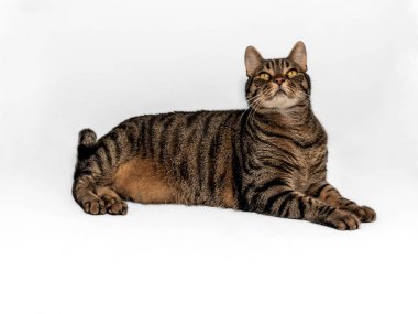 Turuncu aksanlı enfes Avrupa teknesi masada rahatlıyor. Yoğun sarı-yeşil bakış yukarı doğru. Gri arkaplanda izole.