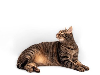 Çarpıcı gri ve siyah tekir kedisi. Karmaşık turuncu renklerle uzanmış, vücudu gevşemiş ve bakışları yukarıya, sola doğru. Yoğun sarı-yeşil gözleri büyüleyici ve büyüleyici.