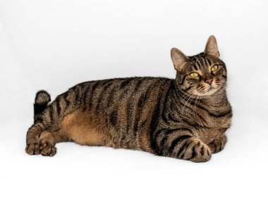 Gri, siyah ve turuncu kürklü güzel Avrupa tekir kedisi rahat bir poz veriyor. Yoğun sarı-yeşil gözler önüne bakıyor. Vücudun altına sıkıştırılmış zarif ön ayaklar. Gri arkaplanda izole.