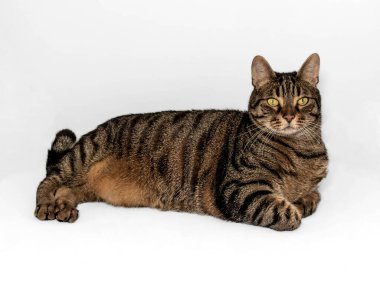 Turuncu aksanlı enfes Avrupa tekir kedisi pençelerini bir masanın üzerinde dinlendiriyor. İleride yoğun sarı-yeşil bakış var. Beyaz arkaplanda izole.