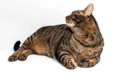 Çarpıcı gri ve siyah tekir kedisi. Karmaşık turuncu renklerle uzanmış, vücudu gevşemiş ve bakışları yukarıya, sola doğru. Yoğun sarı-yeşil gözleri büyüleyici ve büyüleyici.