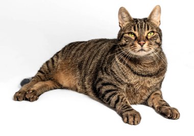 Sevimli gri ve kahverengi tekir kedisi büyüleyici sarı-yeşil gözlü doğrudan gözetmene bakıyor. Ön bacakları öne doğru açılmış rahat bir poz. Gri bir arkaplanda izole edilmiş.