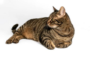 Büyüleyici sarı-yeşil gözleri olan büyüleyici gri ve kahverengi tekir kedisi yana bakıyor. O, vücudunun altına nazikçe sokulmuş ön ayaklarıyla rahat poz verir. Gri arkaplanda izole.