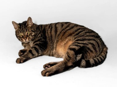 Güzel gri ve kahverengi tekir kedisi, büyüleyici sarı-yeşil gözleri yan yana bakıyor. Rahat bir poz, ön bacaklar vücudun altında kıvrılmış. Gri arkaplanda izole.