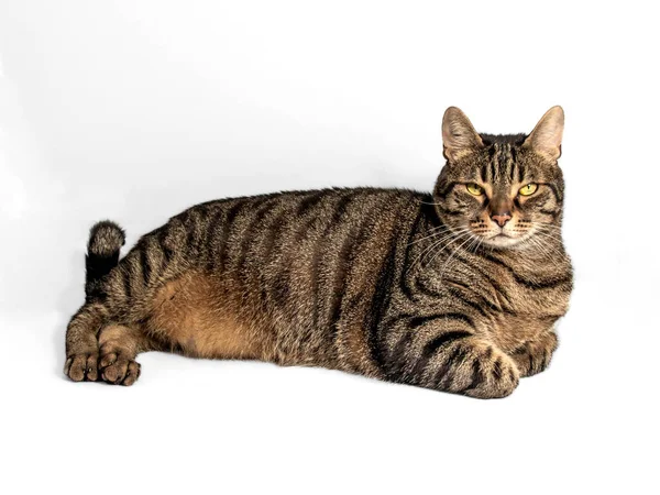 stock image Beautiful gray and brown tabby cat with mesmerizing yellow-green eyes stares directly into the camera. Relaxed pose with forelegs folded underneath the body. Isolated on a gray background.