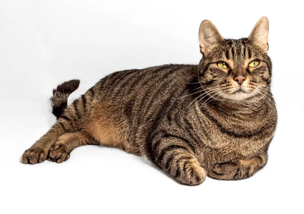 stock image Beautiful European tabby cat with gray, black, and orange fur reclines in a relaxed pose. Intense yellow-green eyes gaze forward. Elegant forelegs tucked under body. Isolated on gray background.