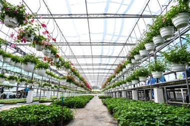 Çiçek yetiştirmek için seralar