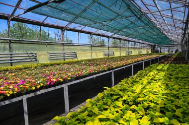 Çiçek yetiştirmek için seralar