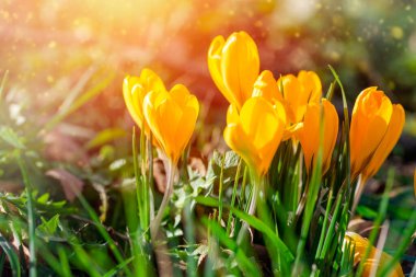 Beautiful wild crocus flowers on green grass on the sunny spring day.