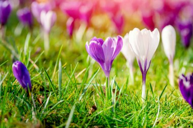 Beautiful wild crocus flowers on green grass on the sunny spring day.