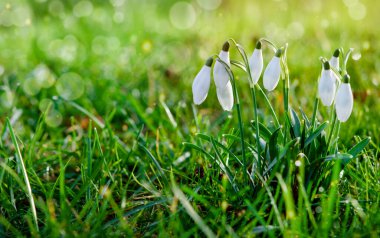 white snowdrops on green grass on a spring  sunny day. Space for text. Early spring close-up flowers with bright sunlight