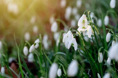 white snowdrops on green grass on a spring  sunny day. Space for text. Early spring close-up flowers with bright sunlight
