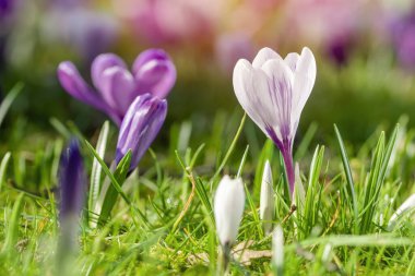 Beautiful wild crocus flowers on green grass on the sunny spring day.