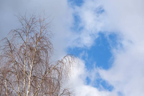 the top of a birch tree against the background of a spring blue sky