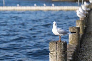 seagulls in flight  under the blue lake on sunny  day