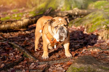 Funny beautiful classic Red English British Bulldog Dog out for a walk looking up sitting in the grass in forest on sunny day at sunset