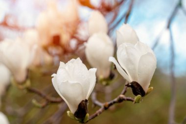 Ilık bir bahar güneşli bir günde dalda beyaz ve pembe manolya çiçekleri