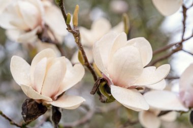 Ilık bir bahar güneşli bir günde dalda beyaz ve pembe manolya çiçekleri