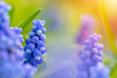 Güzel mavi nişasta üzümlü sümbül çiçekleri baharda çiçek açar. Dekoratif mor muscari ihmal çiçeği ilkbaharda çiçek açar. Doğanın güzelliği ve canlı renkler.